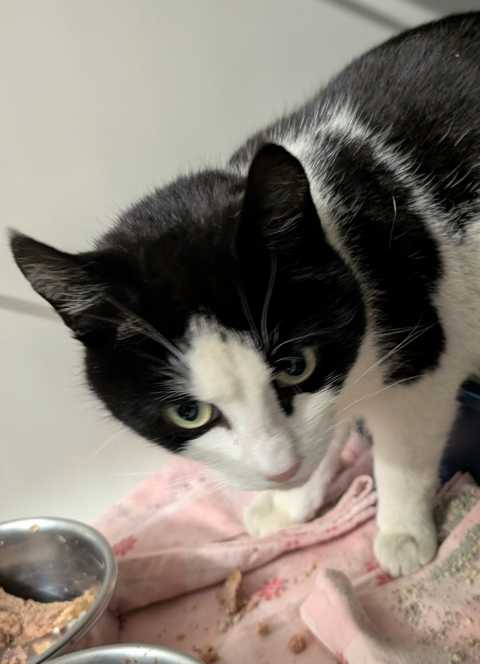 Cleo