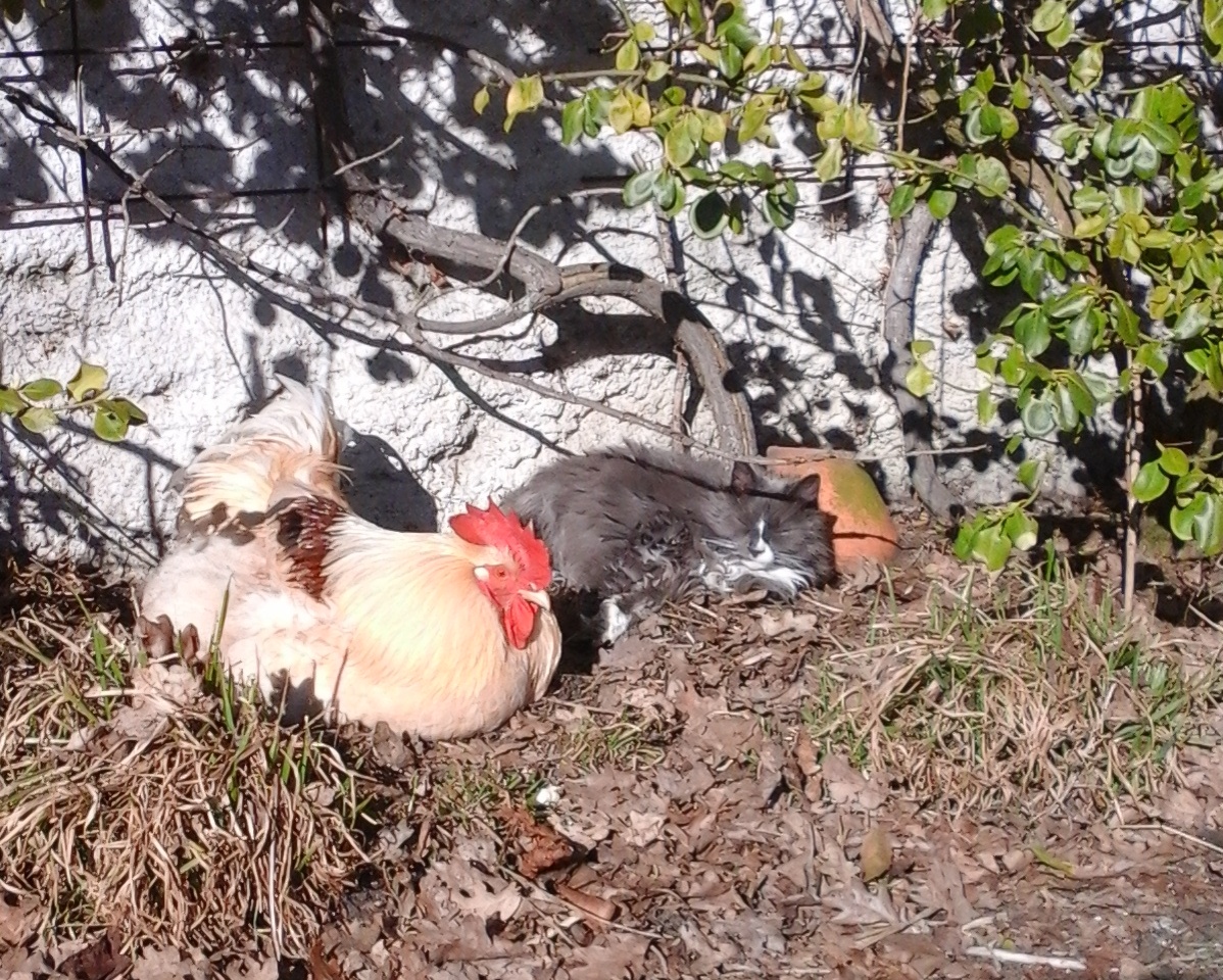 Herr Rossi und Bonni in der Sonne