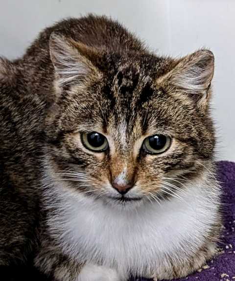 Inselkatze