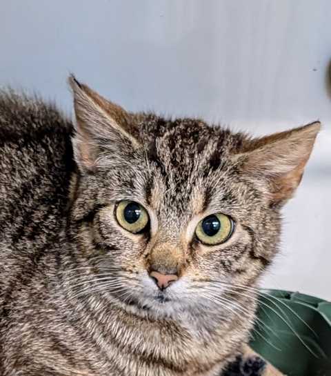 Inselkatze