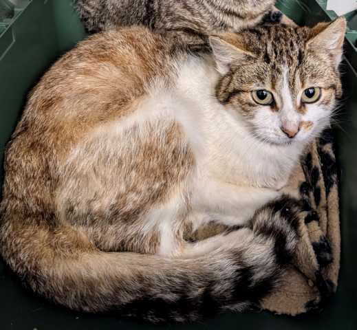 Inselkatze