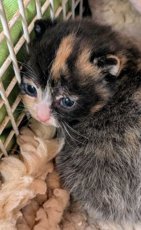 Kitten