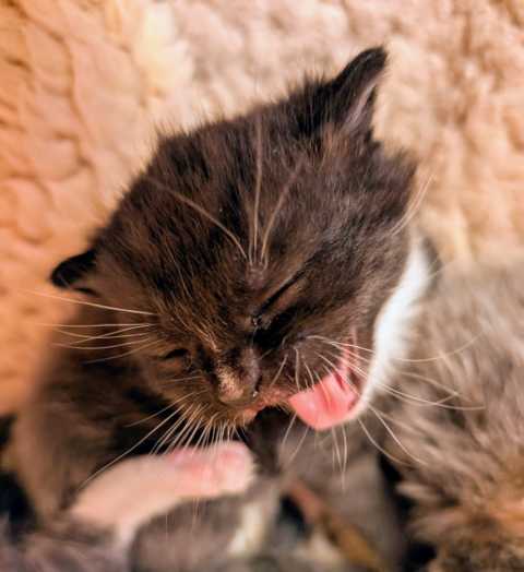 Kitten