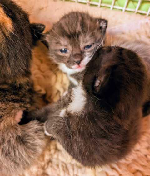 Kitten