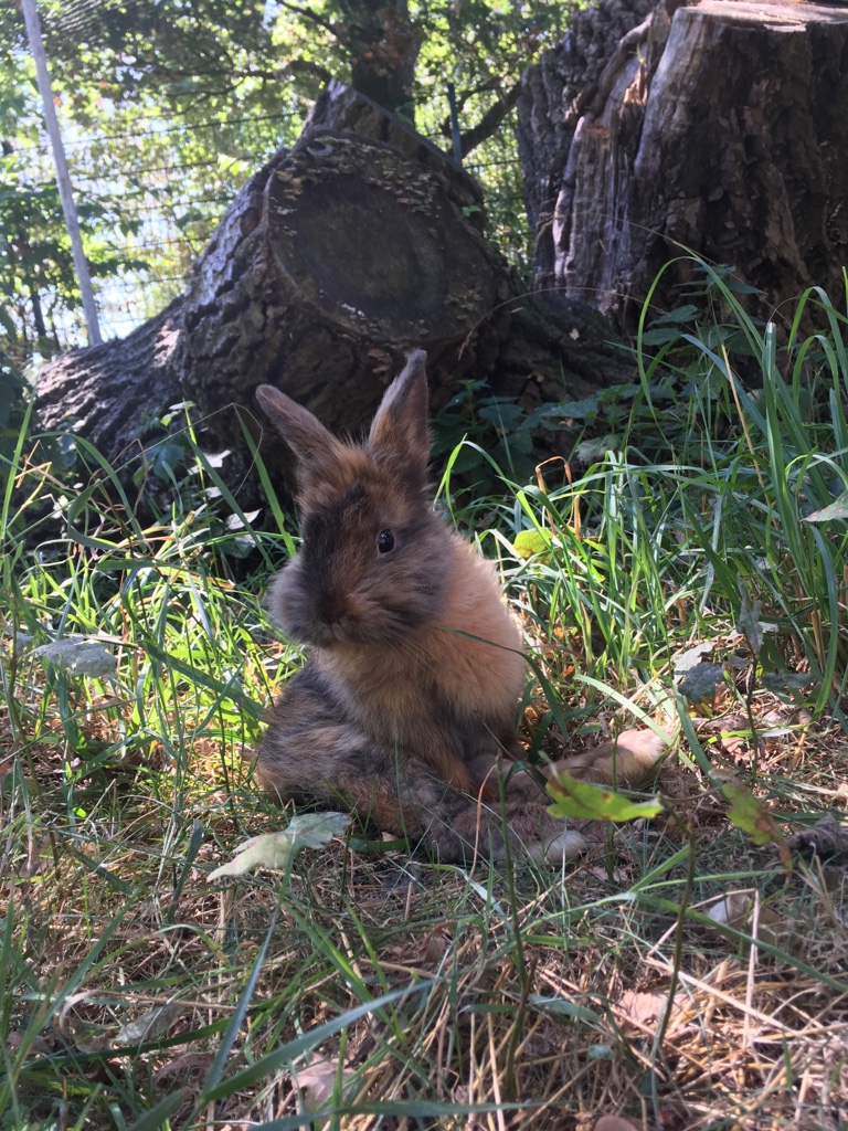 Sweety das Kaninchen