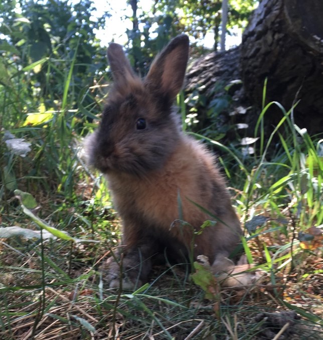 Sweety das Kaninchen